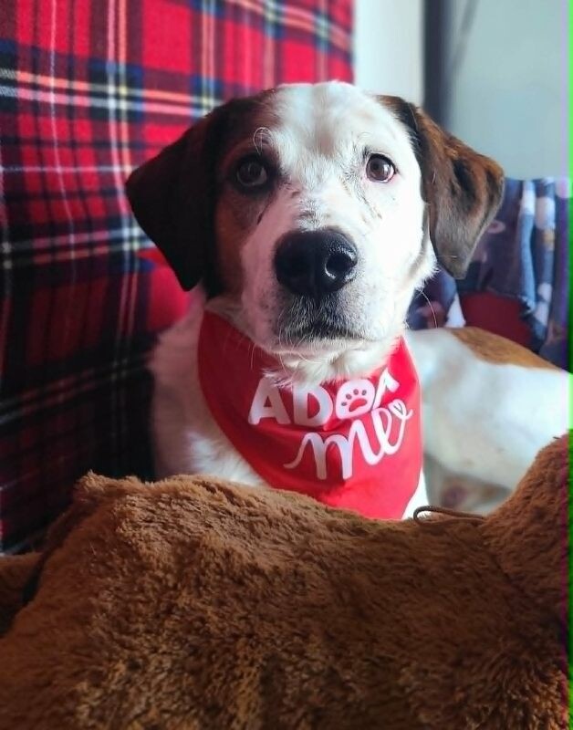 Picture of the Animal Listed